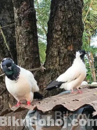 Nun kobutor , নান কবুতর